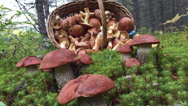 Les champignons du Lac-Édouard