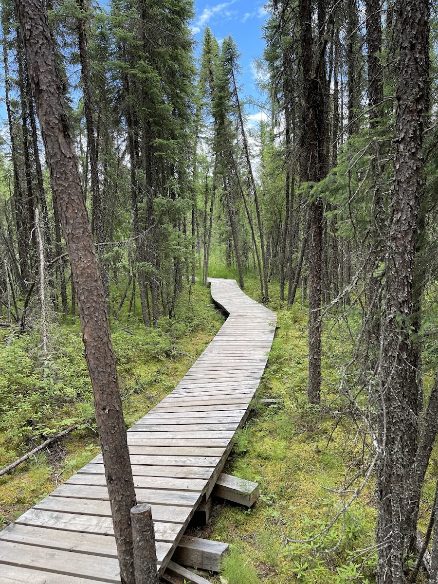Boundary Bog Trail