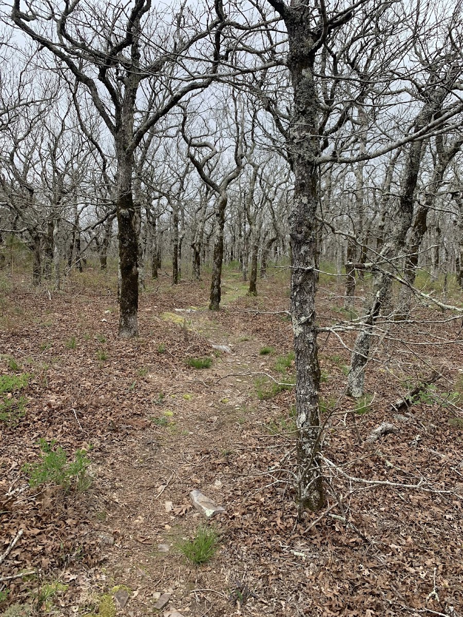 Black Fork Mountain