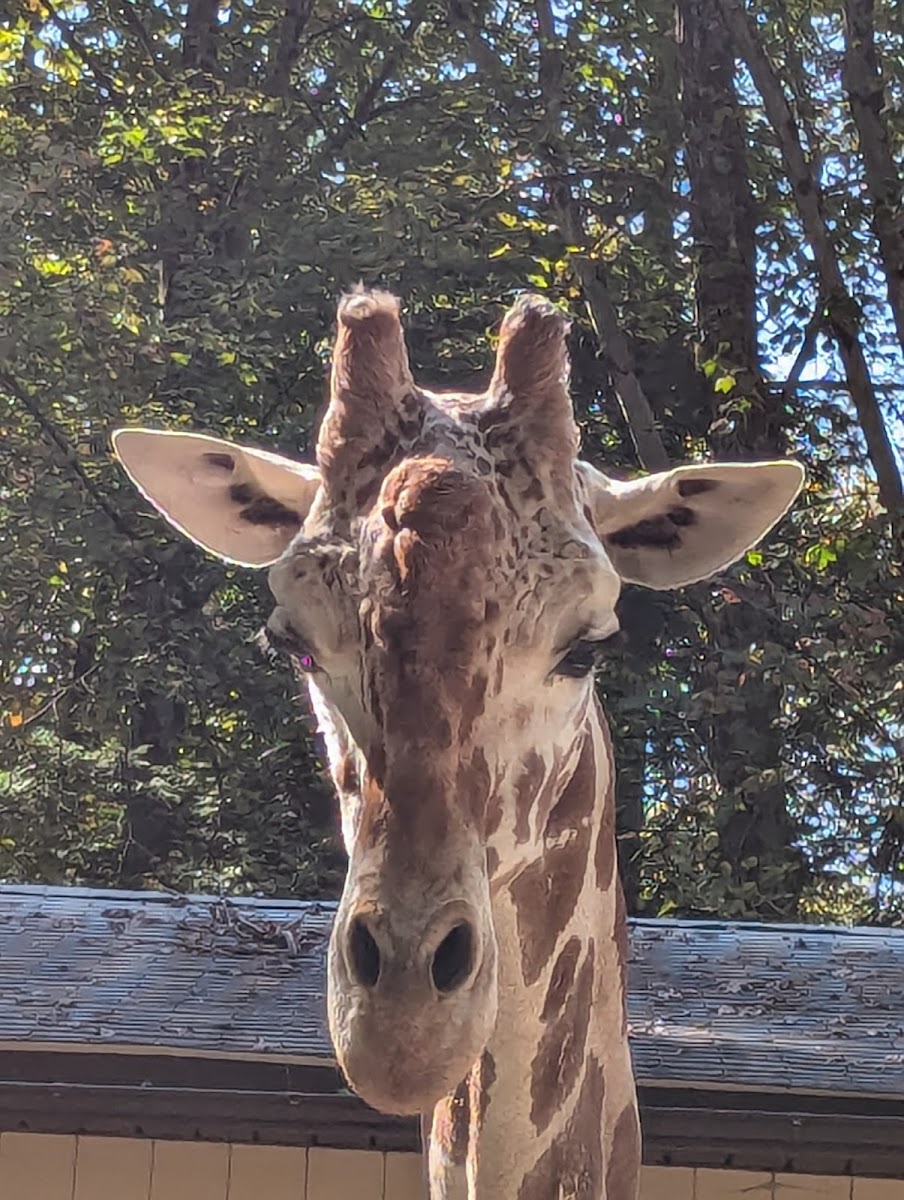 Claws 'N' Paws Wild Animal Park