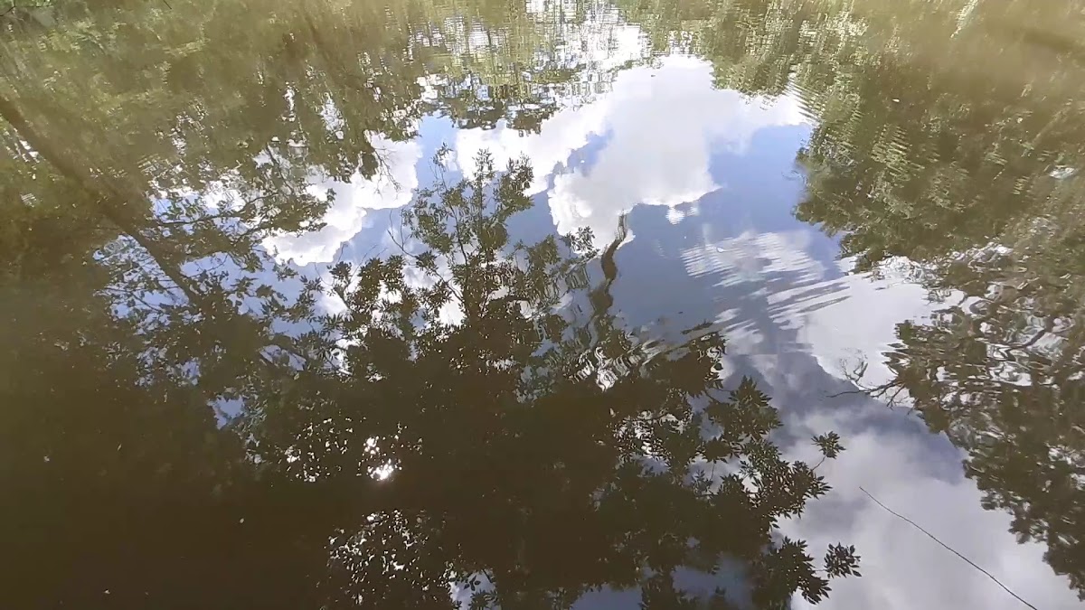 Mobile–Tensaw River Delta