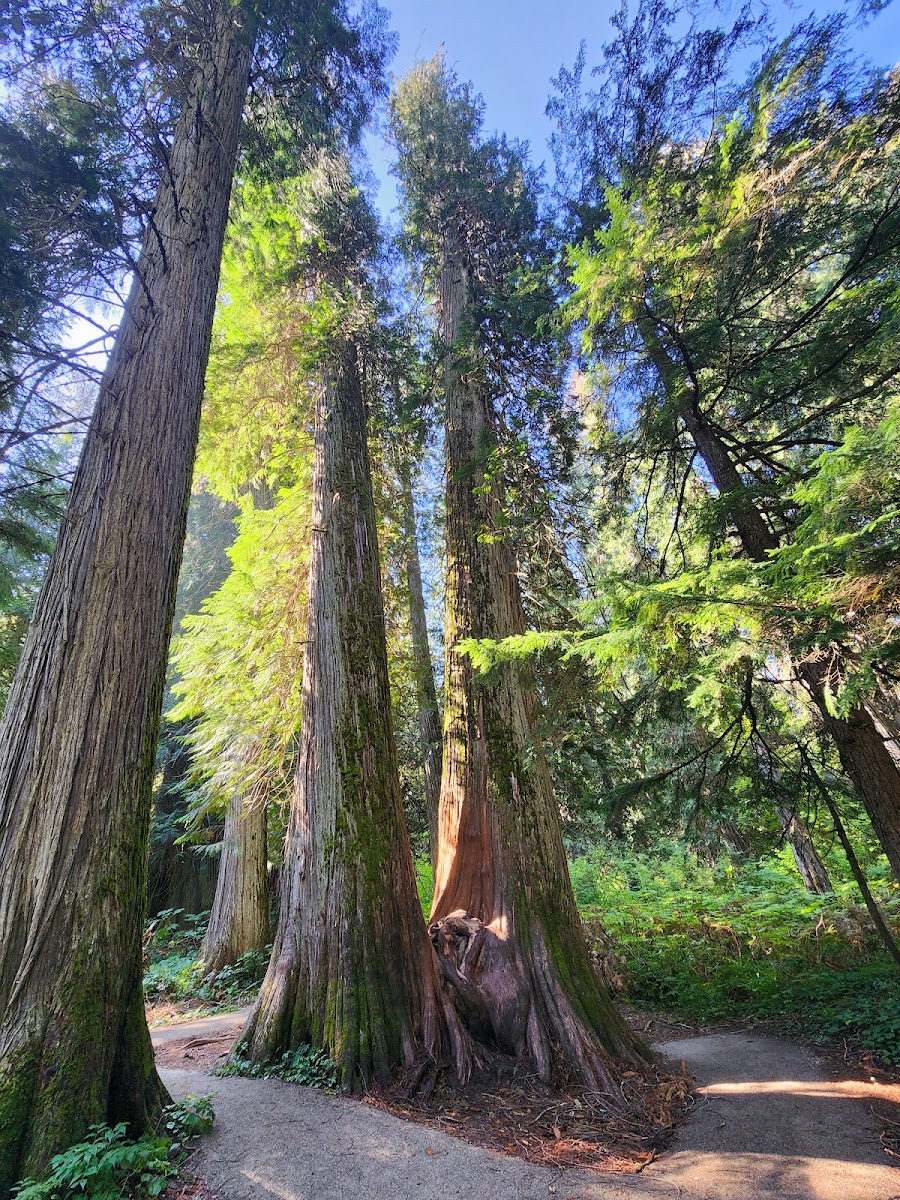 Ross Creek Cedars Scenic Area