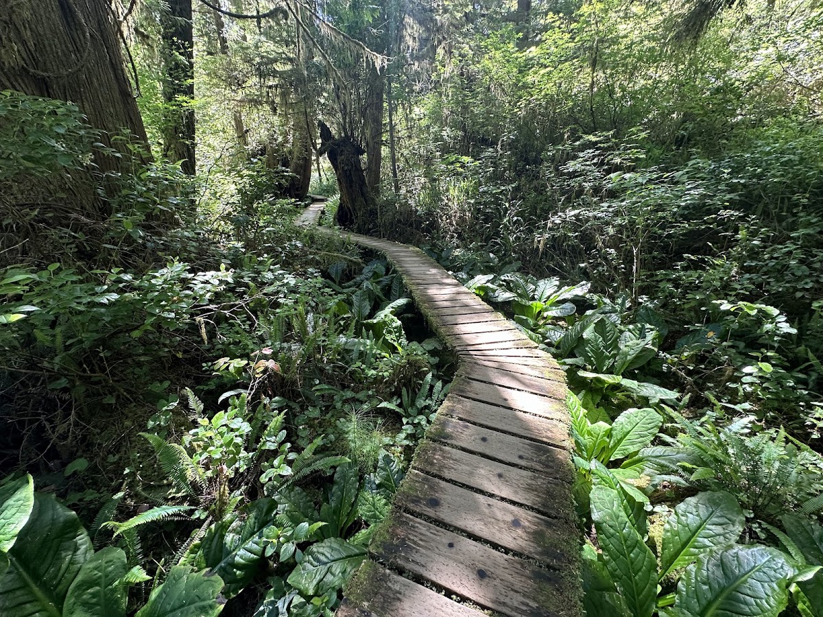 Rainforest Trail