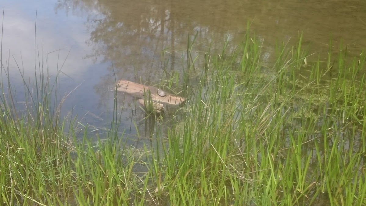 Bimini Lake