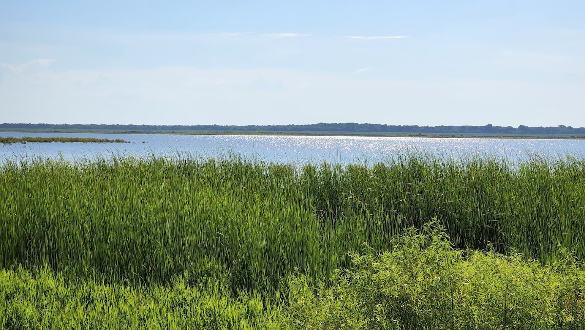 Emiquon National Wildlife Refuge