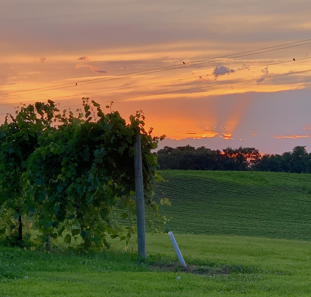 Hill Prairie Winery
