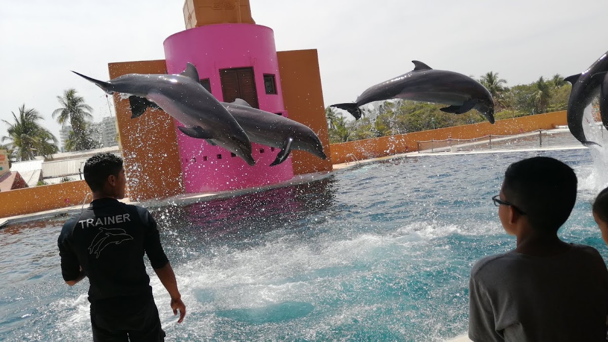 Delfiniti of Mexico