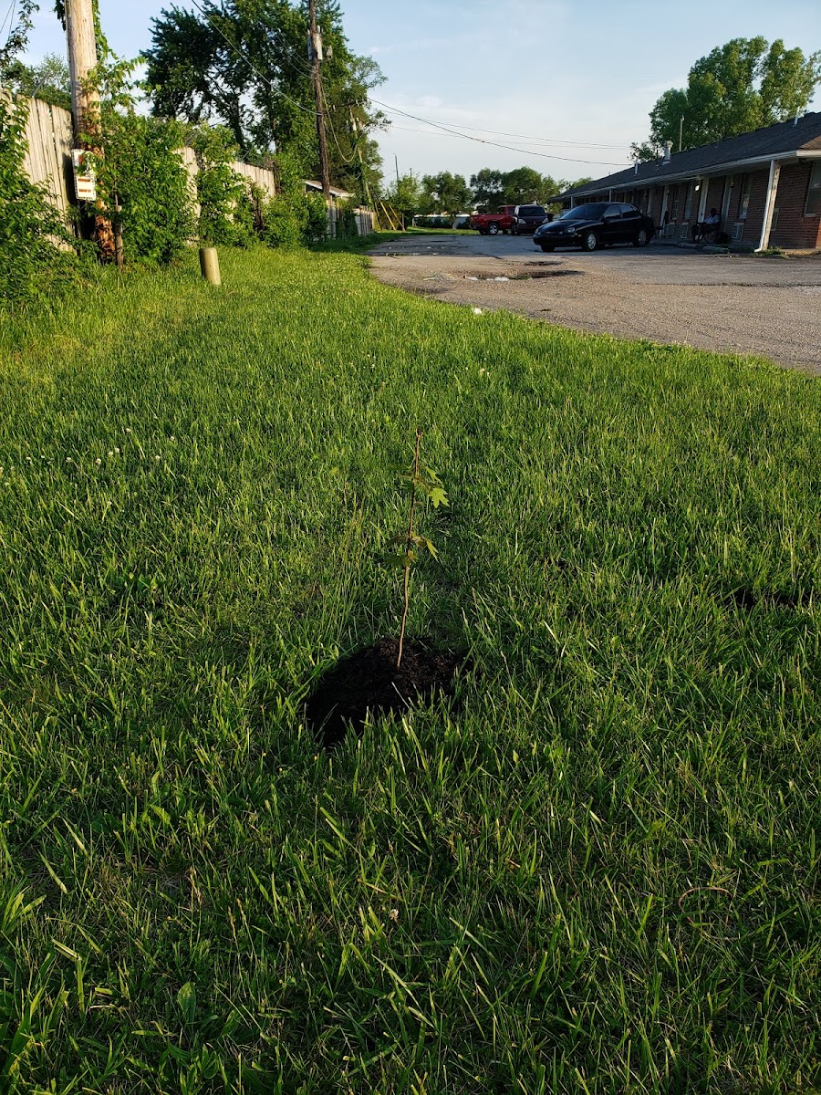 Kansas City Motel photo 2