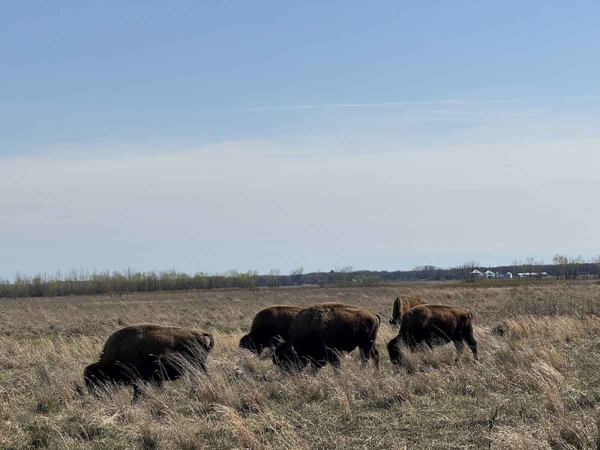 Kankakee Sands - Bison Viewing