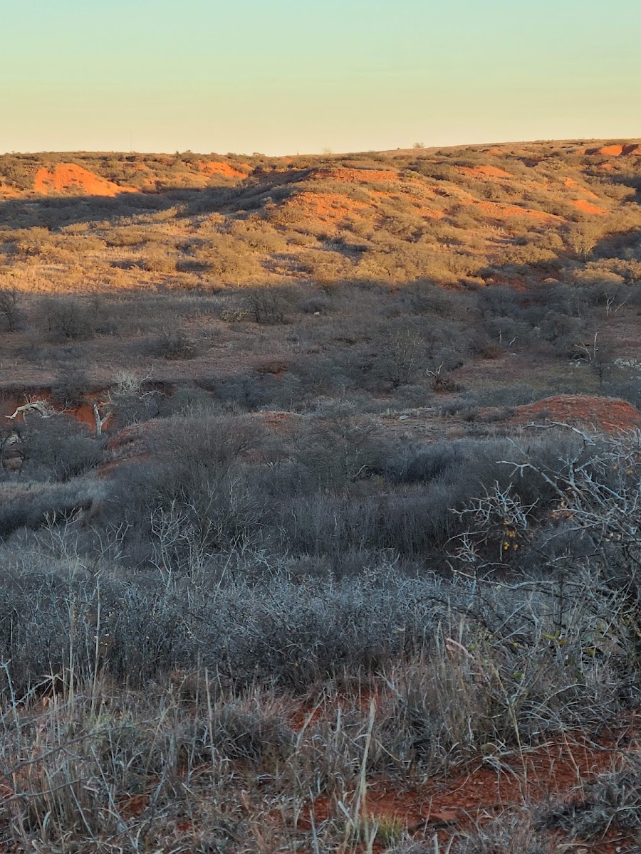 Black Kettle National Grasslands