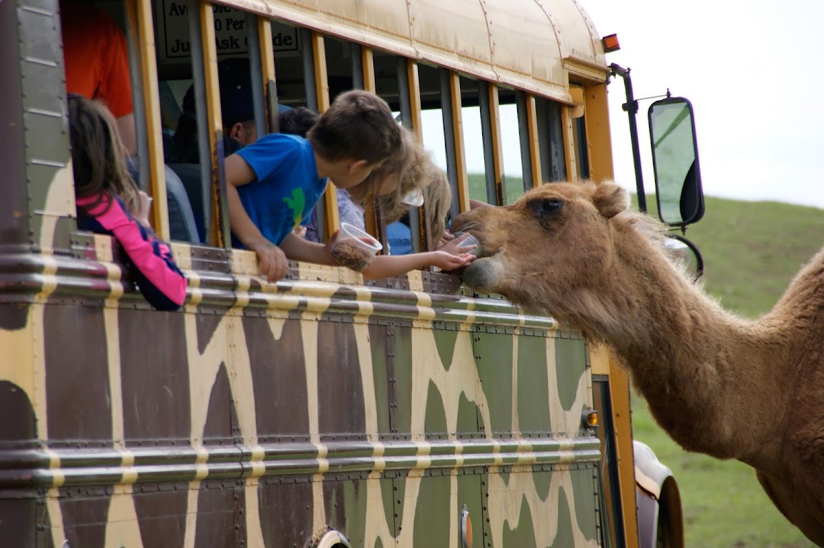 Fort Chiswell Animal Park