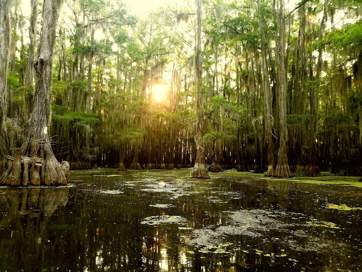 Caddo Lake WMA at the Canoe/Kayak Launch