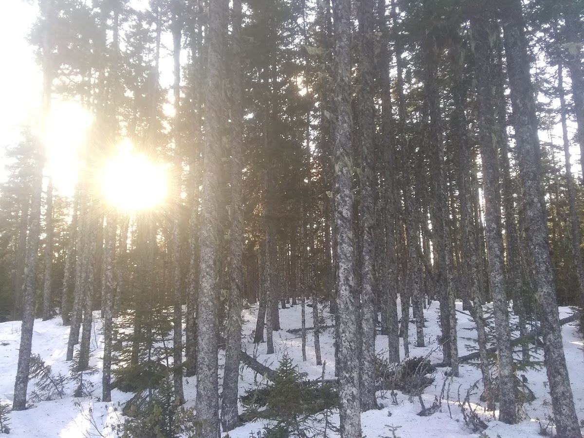 Thomas Howe Demonstration Forest Walking Trails