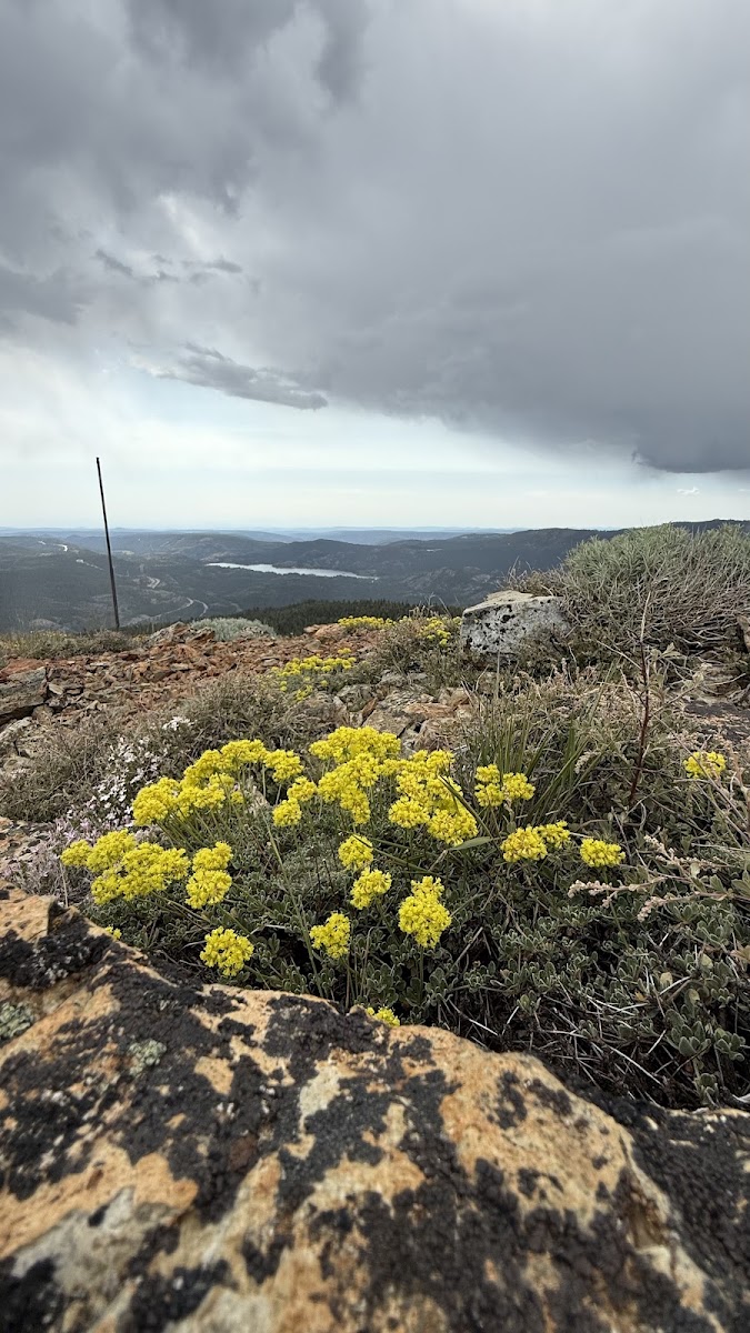 Yuba Pass