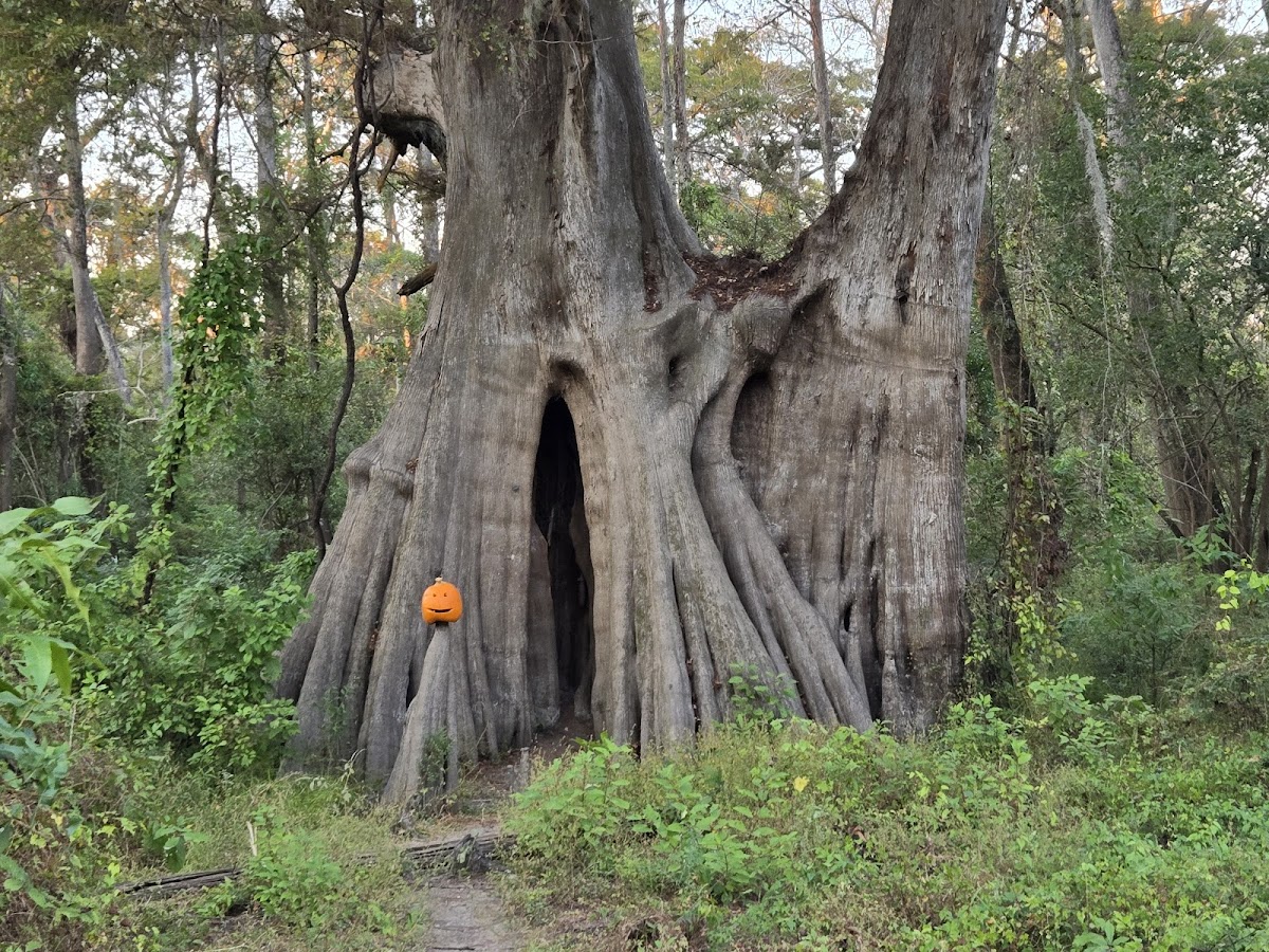 Cat Island National Wildlife Refuge