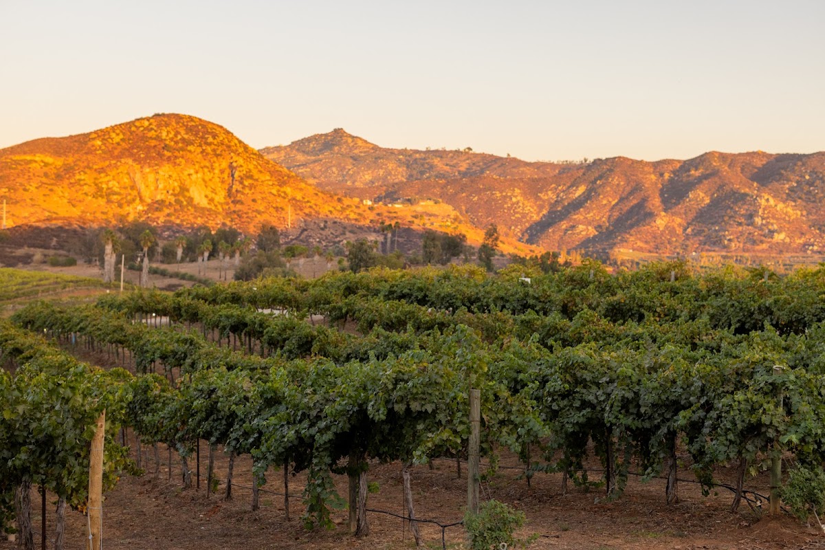 Orfila Vineyards and Winery