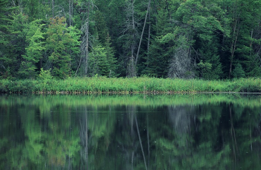 Greenock Swamp Wetland Complex