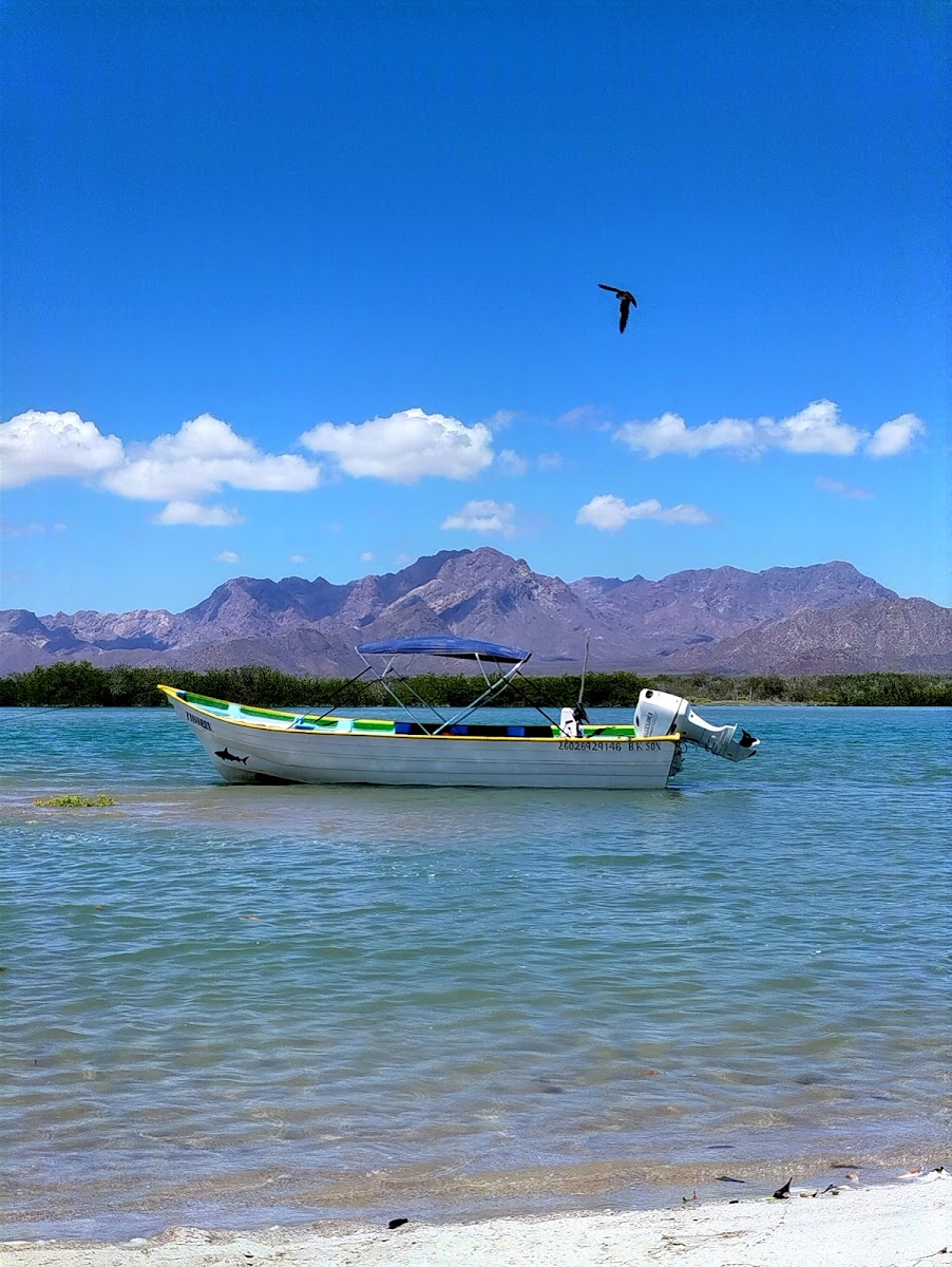 Isla tiburón tours