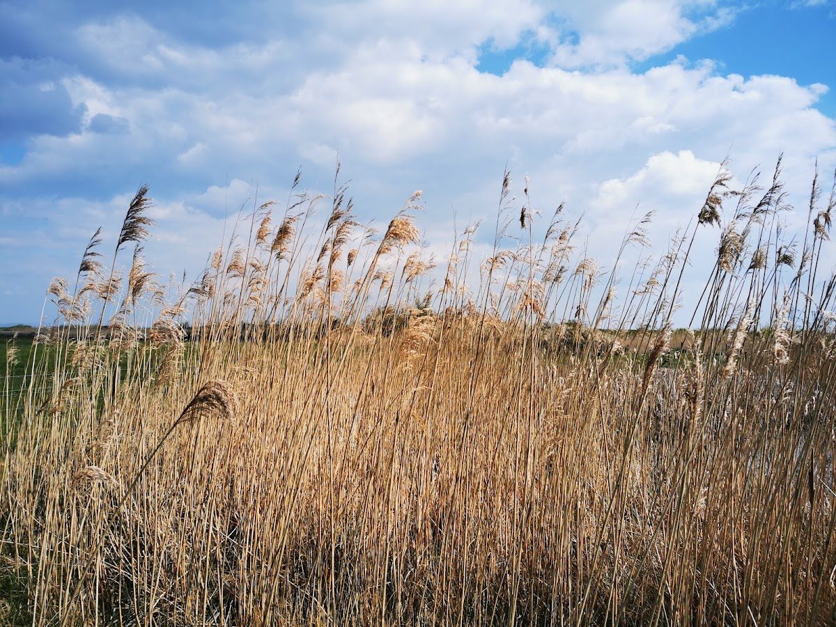 WWT Steart Marshes
