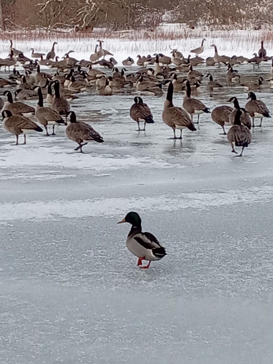 St. Clair Region Conservation Authority
