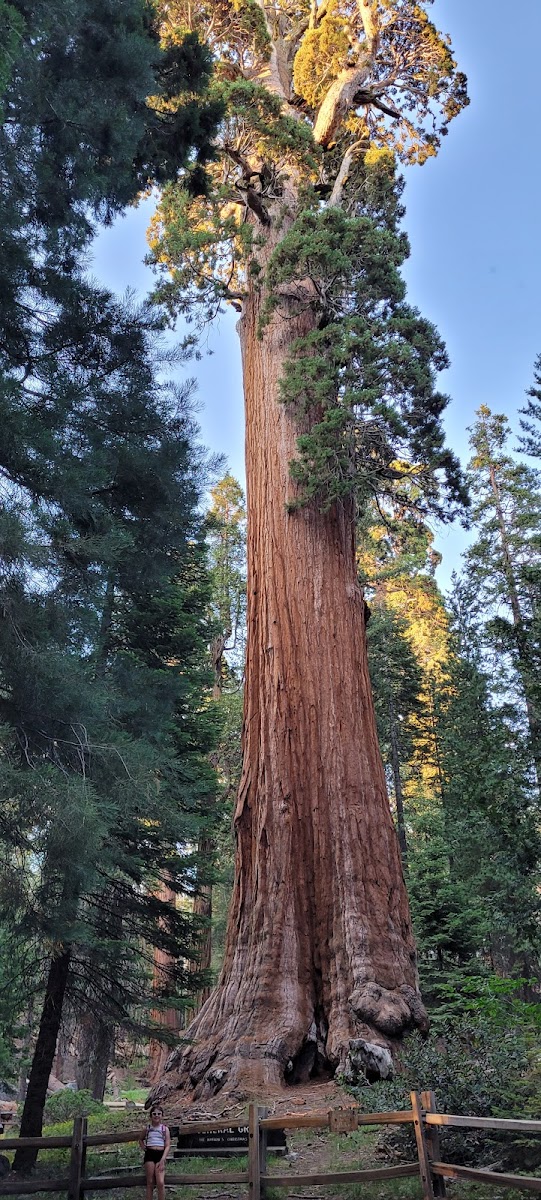 General Grant Tree