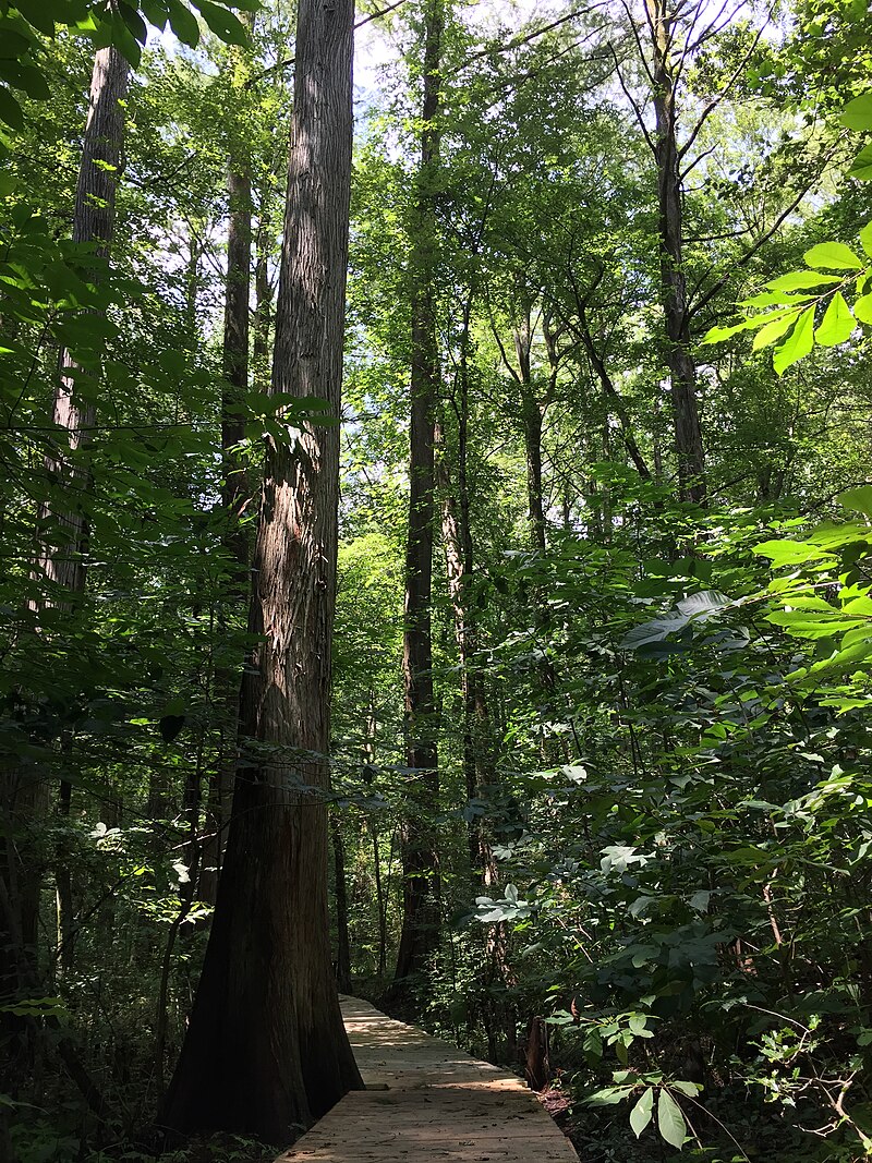 Battle Creek Cypress Swamp