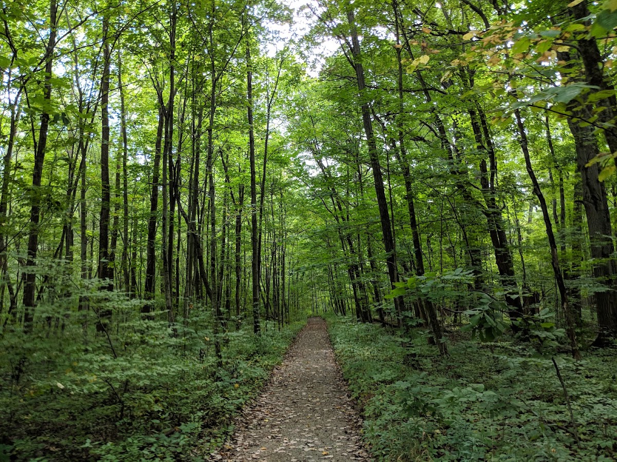 Goll Woods State Nature Preserve