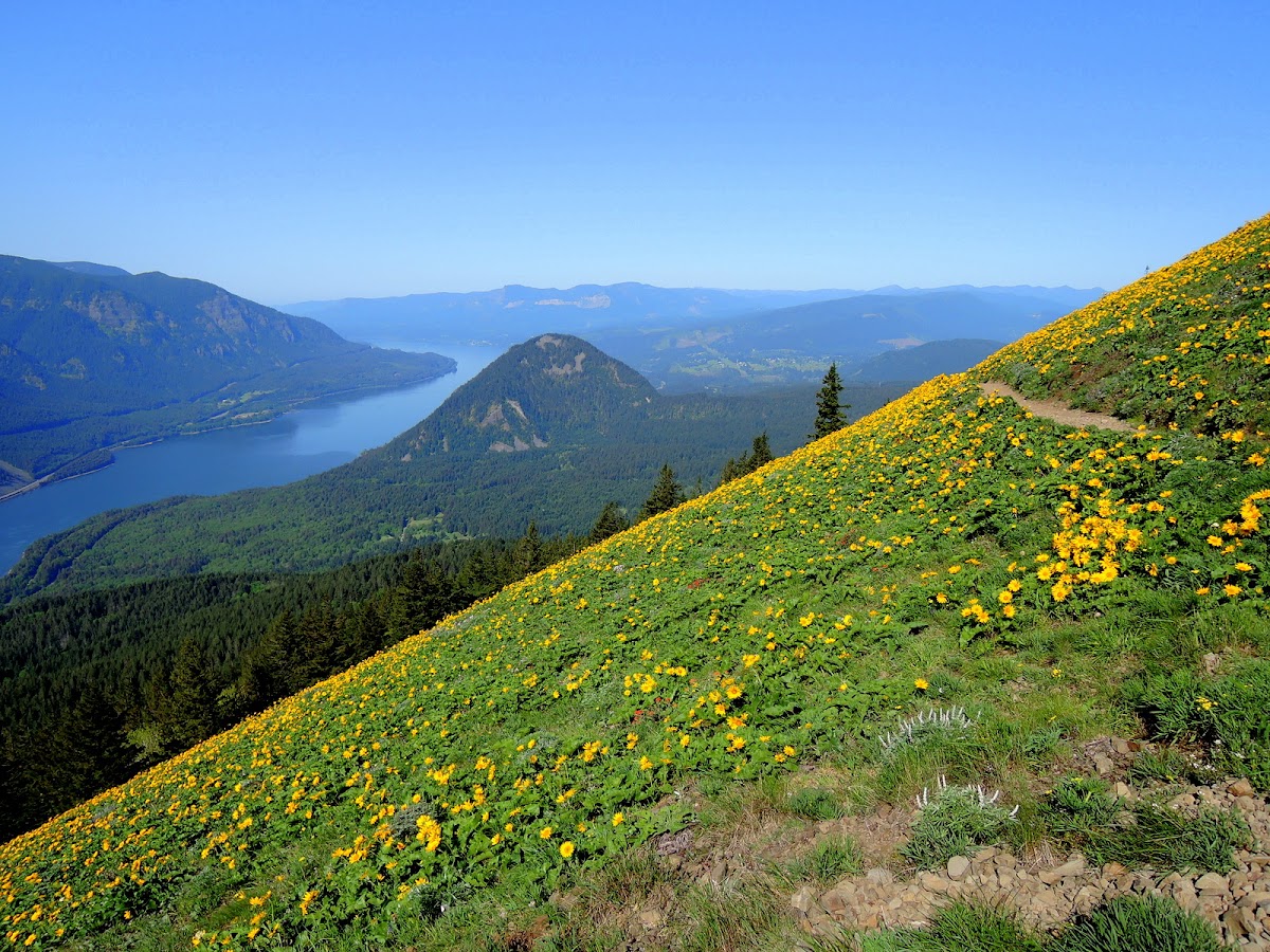 Dog Mountain