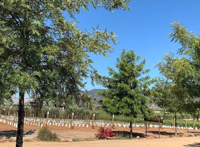 Rancho Los Retoños photo 3