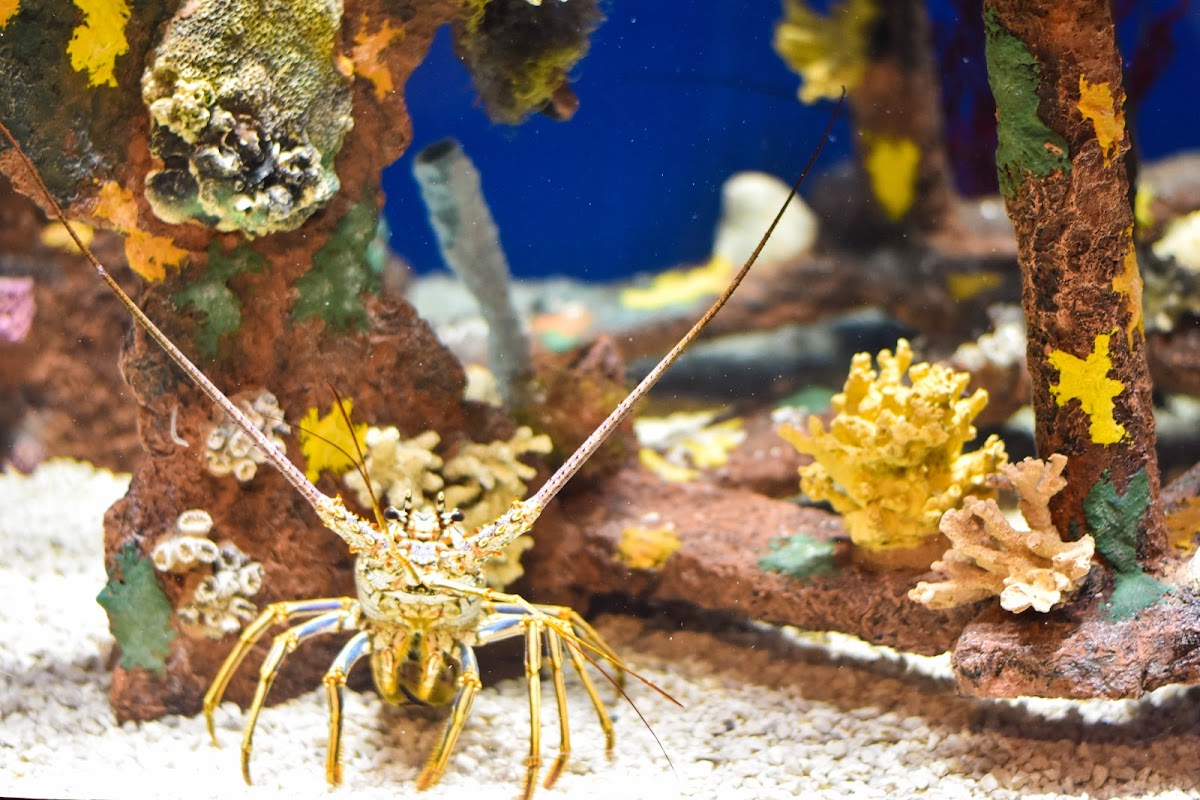 Museum of Coastal Carolina