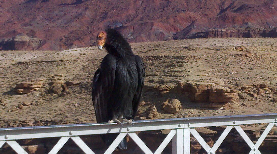 Lee's Ferry Lodge at Vermilion Cliffs photo 3