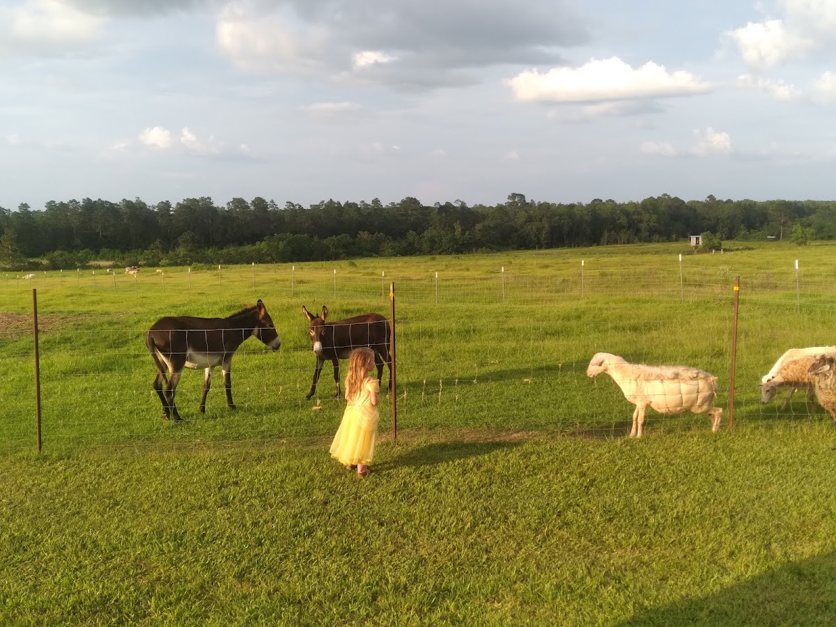 Crazy4J Farms photo 2