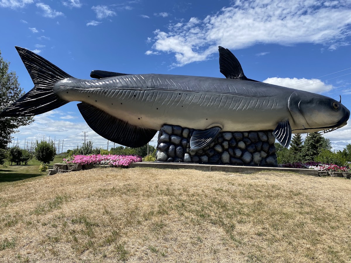 World's Largest Catfish