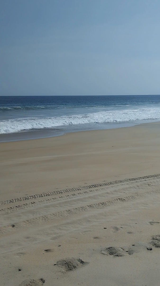 Playa Palmarito