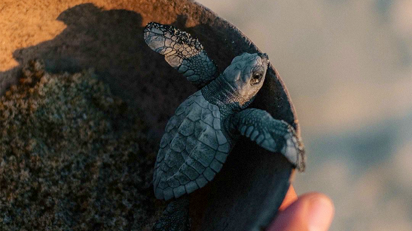 Vive Mar Turtle Release Camp