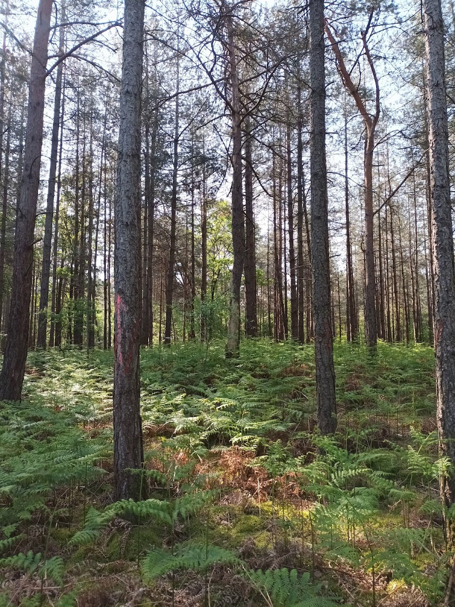 Forest of Rambouillet