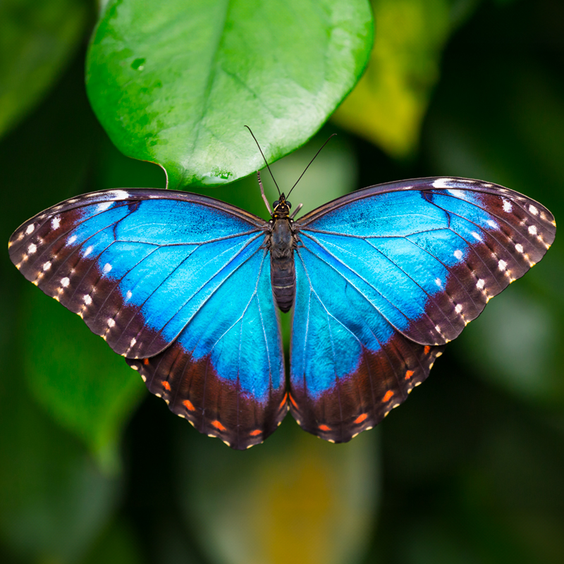 Cambridge Butterfly Conservatory