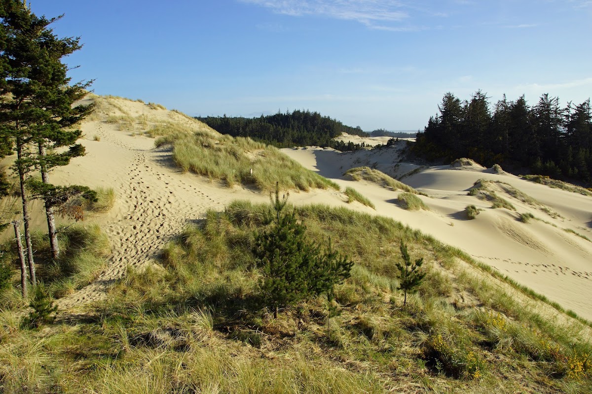 Oregon Dunes National Recreation Area - Siuslaw National Forest Visitor Center