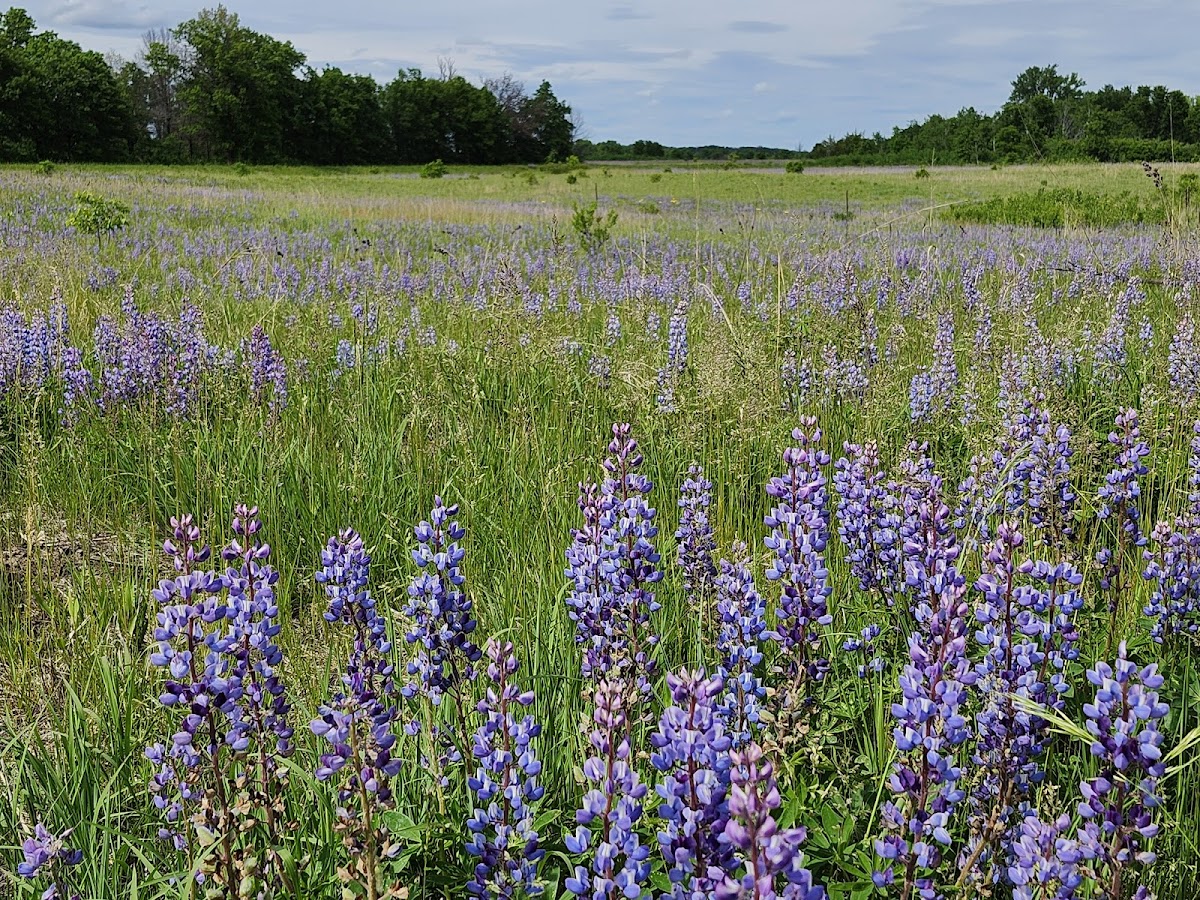 Sherburne National Wildlife Refuge