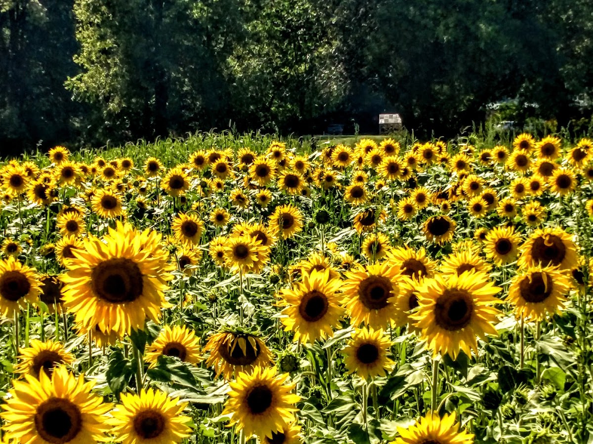 DeVries Nature Conservancy