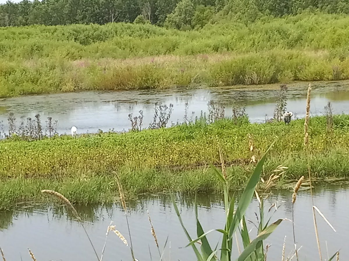 Ferguson Bayou Trail