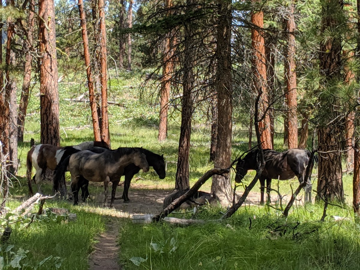 Wild Horse Island State Park