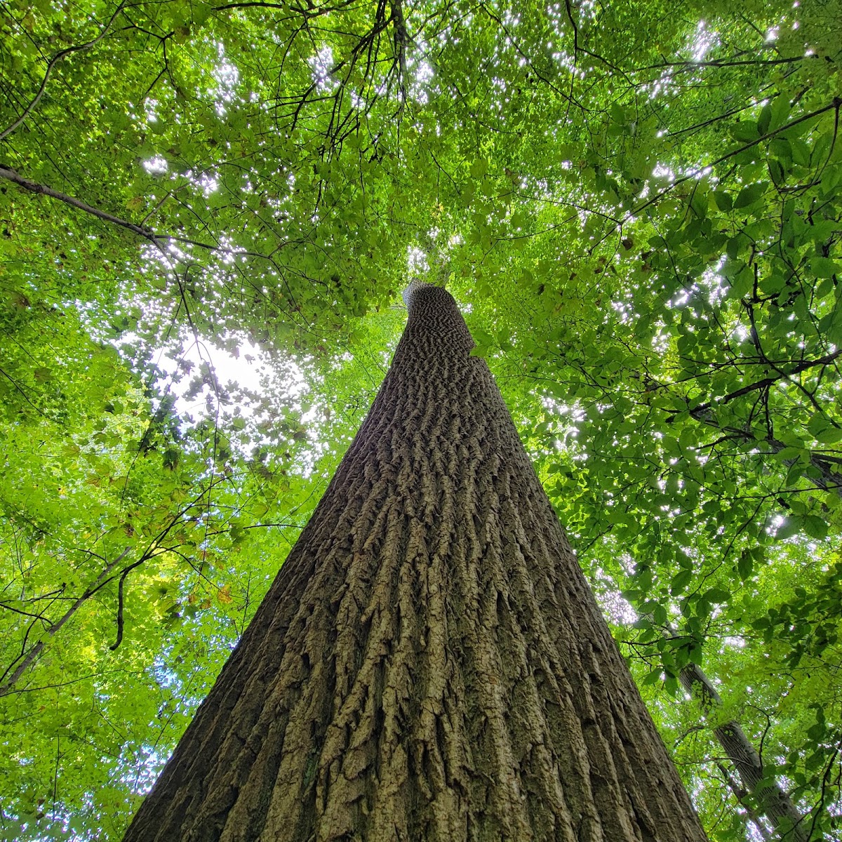 Meltzer Woods