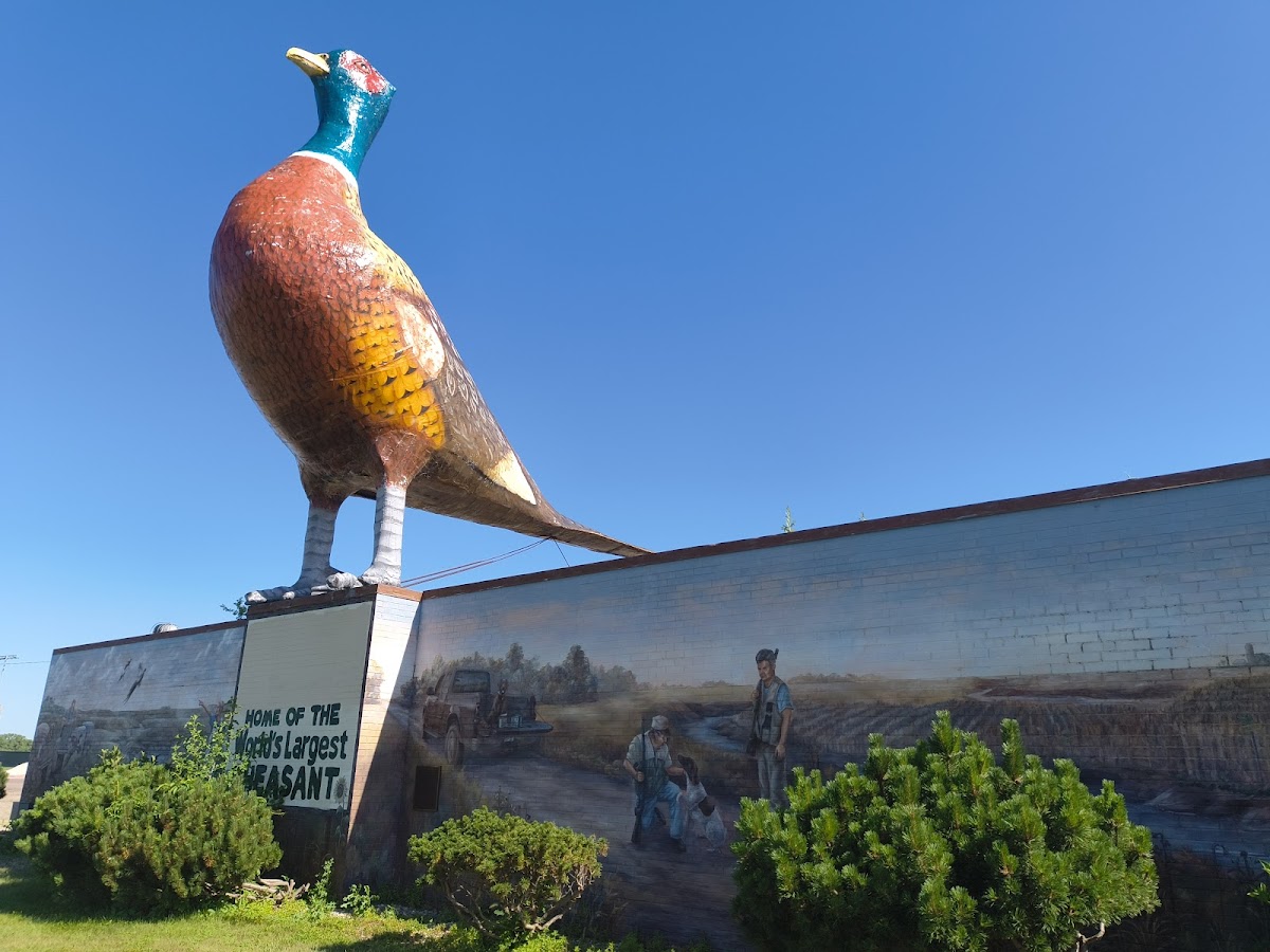 World's Largest Pheasant