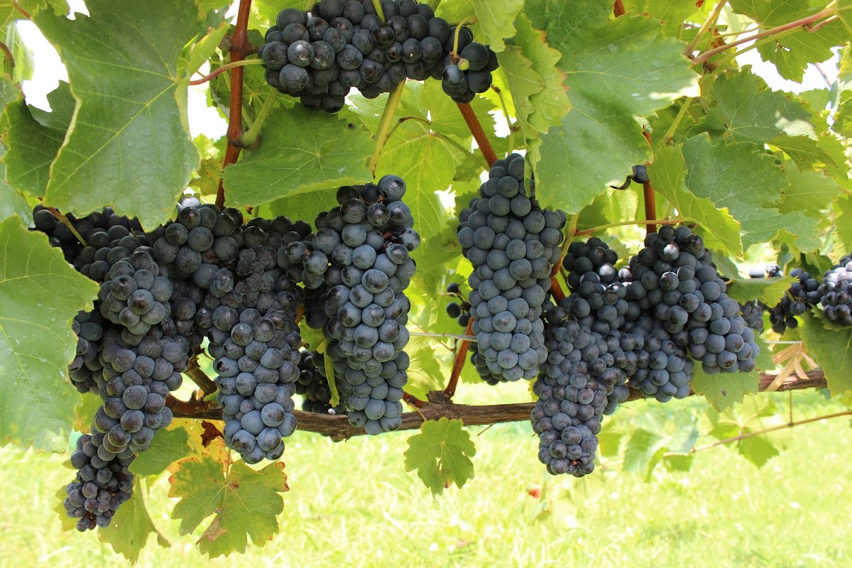 Jules J Berta Vineyards