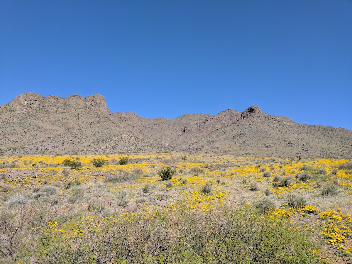 Florida Mountains Wilderness Study Area
