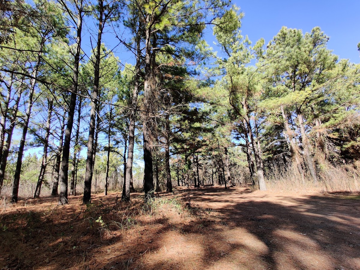 Caddo Lyndon B Johnson National Grassland