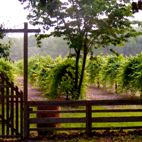 Watermelon Creek Vineyard
