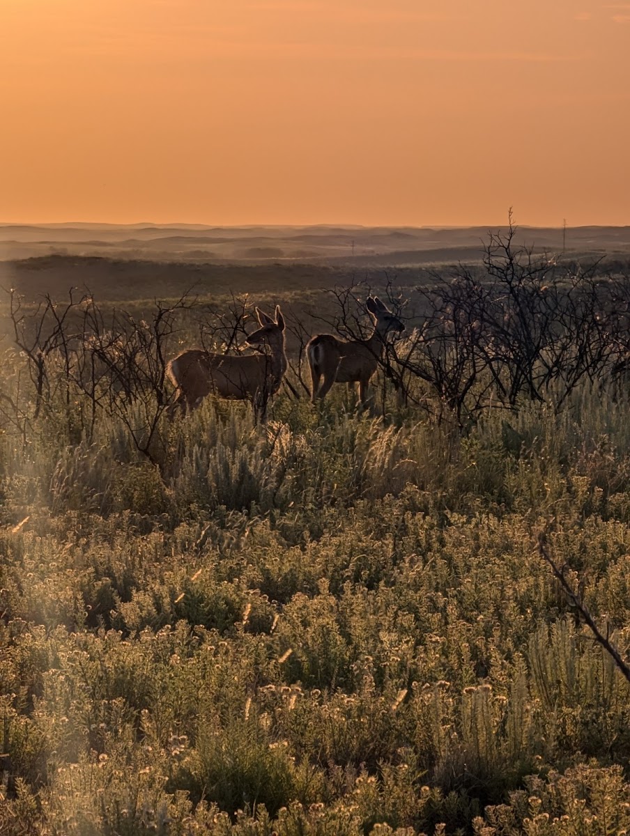 Gene Howe Wildlife Management Area
