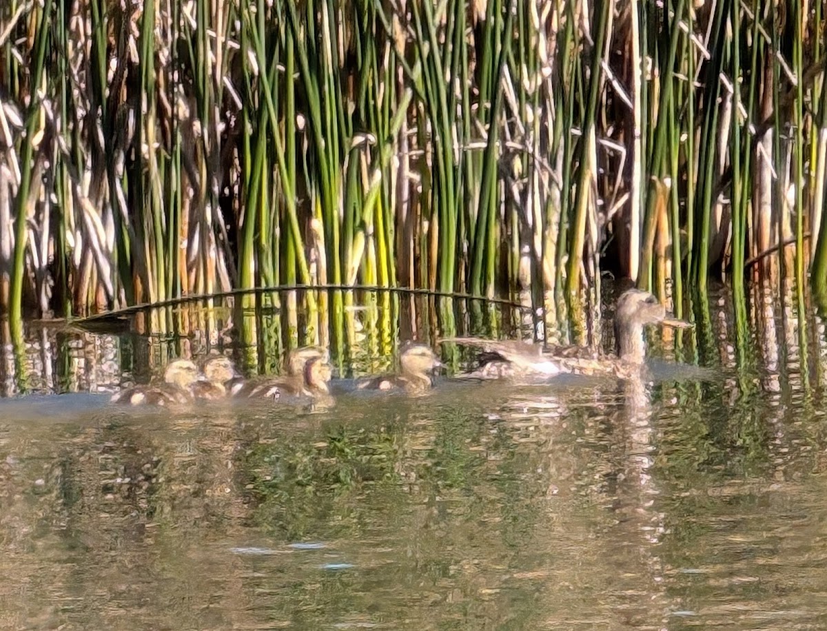 Baert Lake